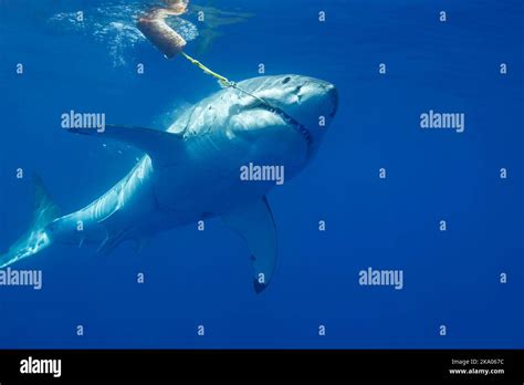 This Great White Shark Carcharodon Carcharias Was Photographed Biting