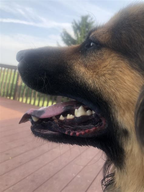 The One Side Of My Dogs Lip Is Red Any Ideas Should I Take Him In To