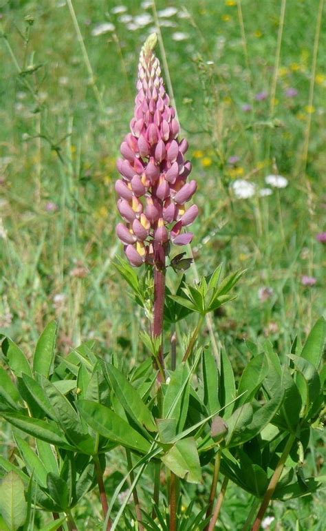 Científicamente llamado Lupinus el Lupino es una leguminosa con más de