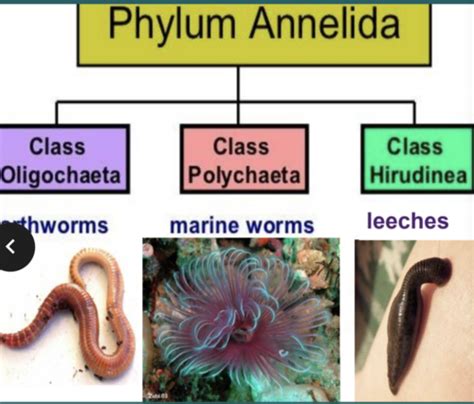 71 Phylum Annelida Important Evolutionary Changes Lumbricus