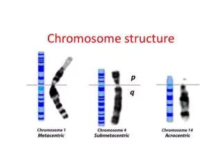 PPT Chapter 6 Variation In Chromosome Structure And Number PowerPoint