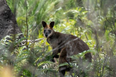 Swamp Wallaby Wallabia Bicolor Stock Image Image Of Small Mammals