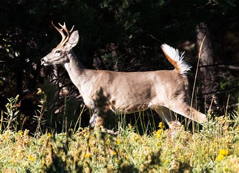 Coues Deer Arizona White-tailed Deer Odocoileus virginianus couesi ...