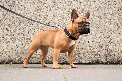 Bella A Tan French Bulldog Wears The Classic Black Dog Collar And