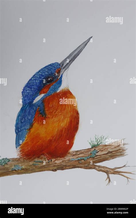 Watercolor painting of kingfisher Stock Photo - Alamy