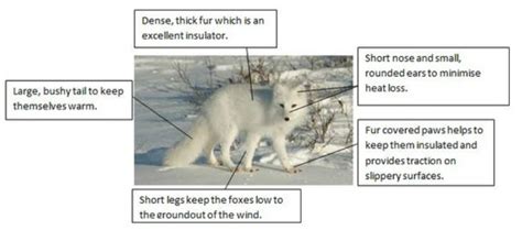 Arctic Fox Adaptations