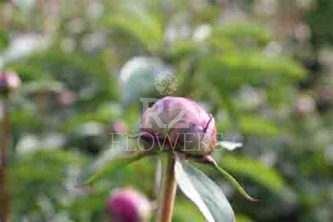Paeonia Peony Félix Crousse R2 Peony Offer