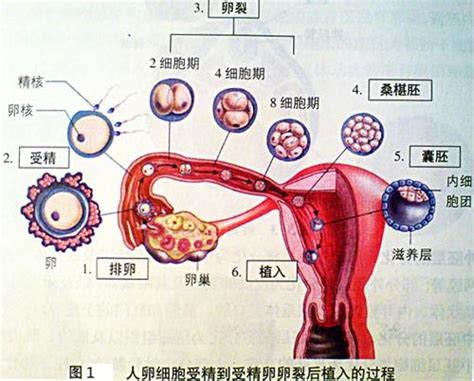 卵细胞 搜狗百科