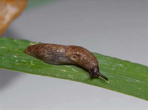 Gardening Don T Let Slugs Force You To Sell Your House National Post