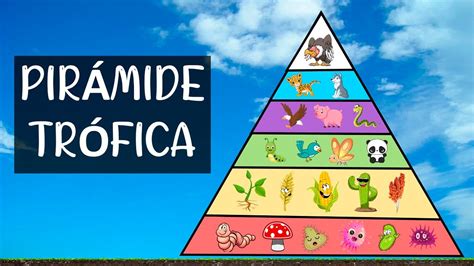 Pirámide Trófica Cómo Está Formada Y Cuáles Son Sus Niveles De Organización En Un Ecosistema