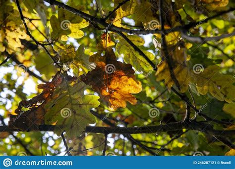 Oak Foliage Turning Yellow In Autumn During Leaf Fall Stock Image