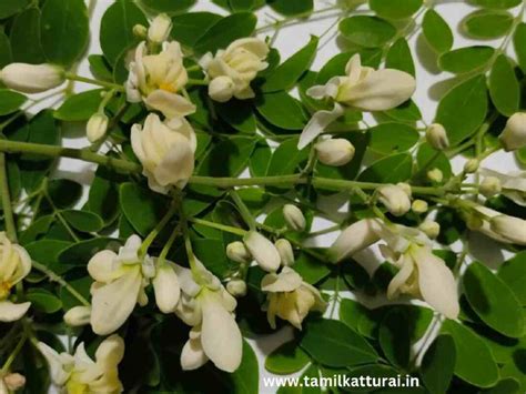 சப்ஜா விதை நன்மைகள் Sabja Seeds Benefits In Tamil