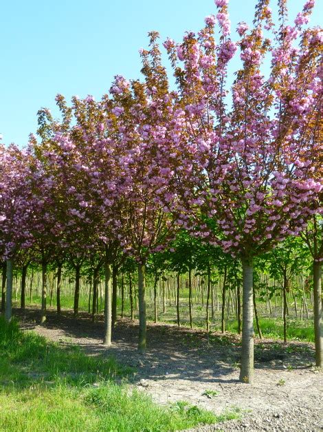 Prunus Serrulata Kanzan Vivai Guagno