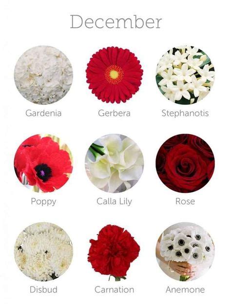 13 Flowers By Months Ideas Seasonal Flowers Flowers Flower Guide