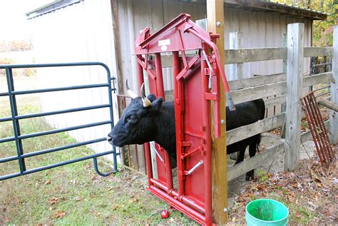 How To Operate A Manual Cattle Head Gate