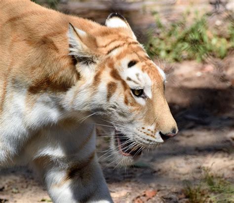 Lion Tiger Liger By Rogerhunter On Youpic