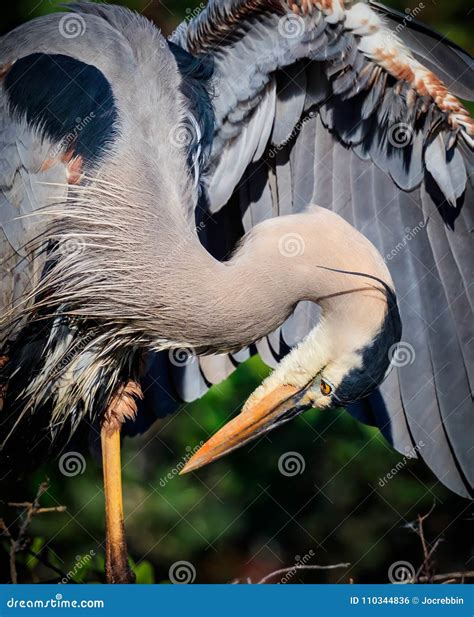 Great Blue Heron Preening Pre Mating Colors Stock Photo Image Of