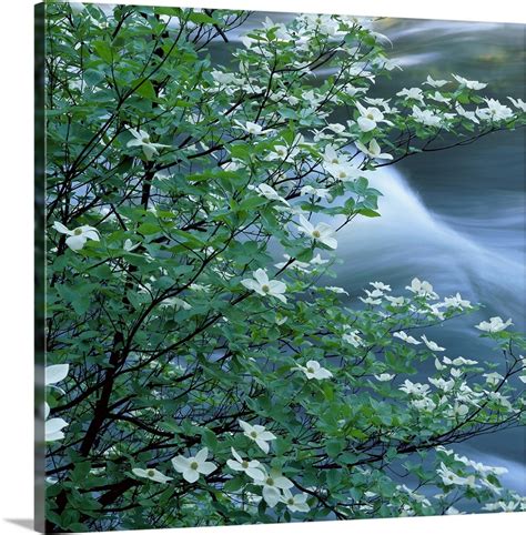 California, Pacific Dogwood, Flowers blooming on a tree (Close-up) Wall ...