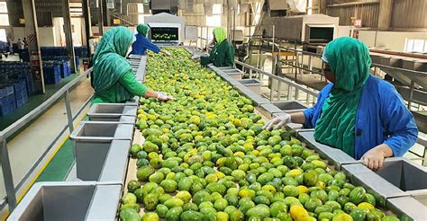 Pran Starts Mango Collection At Rajshahi Natore Factories Pran Foods