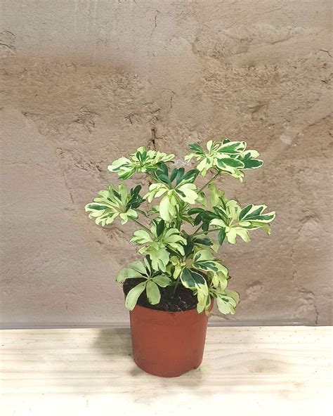 Acheter Schefflera Arboricola Janine En Ligne Indoorpoppies