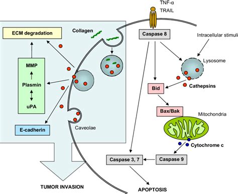 The Multiple Roles Of Cysteine Cathepsins In Tumour Invasion And