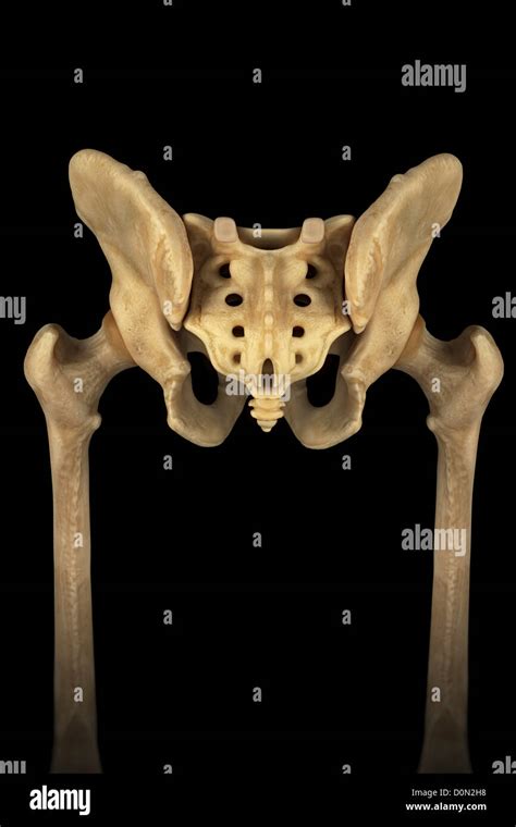 Rear View Of The Male Pelvis Sacrum And Hip Joints Stock Photo Alamy