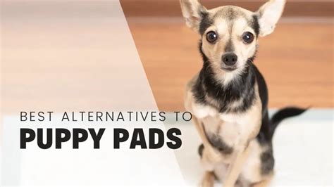 8 Best Alternatives To Puppy Pads To Toilet Train Your Puppy - Rebarkable