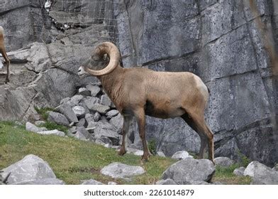 4,555 Ovis Canadensis Canadensis Images, Stock Photos & Vectors ...