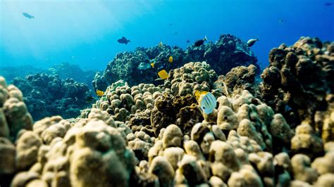 What Is Coral Bleaching? - Legacy Reef Foundation