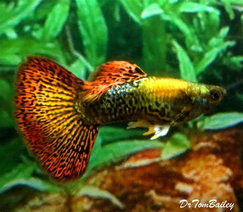 Premium MALE New And Rare Dumbo Ear Red Dragon Fancy Guppy