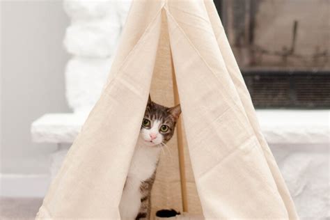 Tipi Pour Chat Fabriquer Tutos Et Id Es Pour Choyer Votre Matou