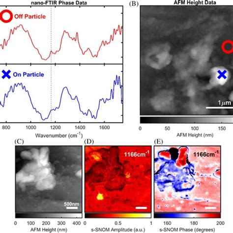 Nanoftir Spectra A And Afm Topological Data B Taken From The