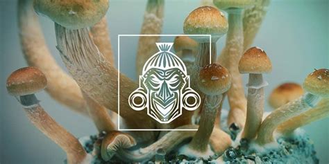 User Instructions Magic Mushroom Grow Kits Zamnesia