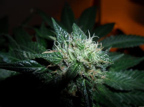 Strain Galerie Bubba Kush Green House Seeds Pic 01081592230878518