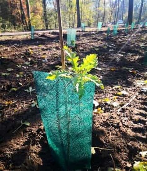 Nel Parco Quasi Mille Nuovi Alberi E Nei Prossimi Anni Si Arriver A