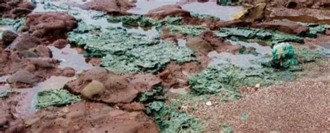 Horrifying Plastic Rocks Emerge In Remote Island Paradise Sciencealert
