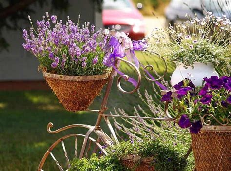 7 Easy Steps To Growing Lavender In Pots Hort Zone