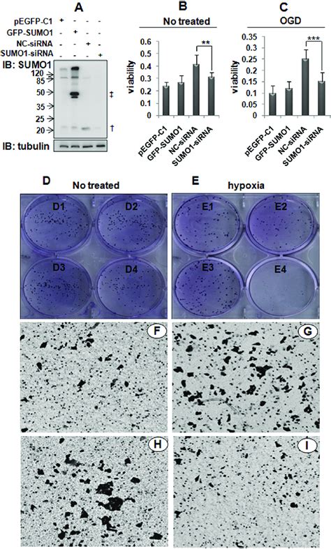 Effects Of Sumo On The Malignant Behavior Of Hepatoma Cells A