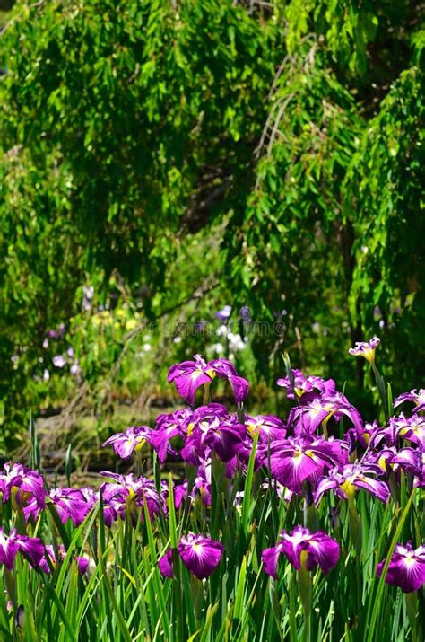 Flowering Japanese Iris at Japanese Garden, Kyoto Japan. Stock Photo - Image of relax, flower ...