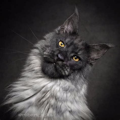 30 Photos Of Maine Coon Cats Who Look Like Majestic Gentle Giants My