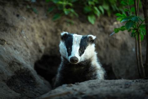 Badger Farm Royalty Free Images Stock Photos Pictures Shutterstock