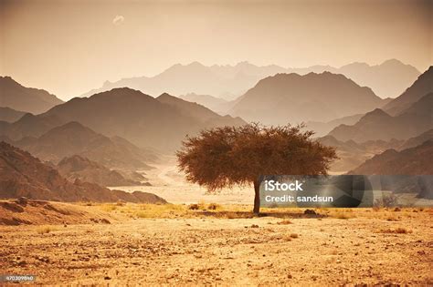 One Lone Acacia Tree In A Desert Stock Photo Download Image Now