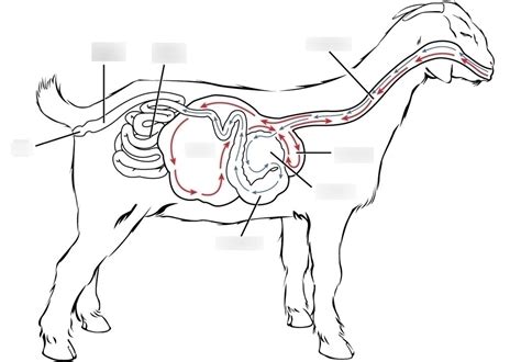 Goat Ruminant Digestive System Diagram Quizlet