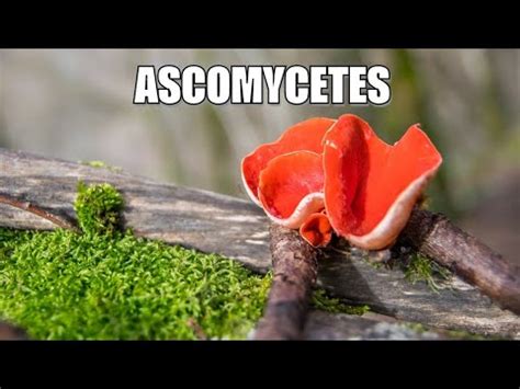 Kingdom Fungi Part Ascomycetes Ascomycetes Class Ncert