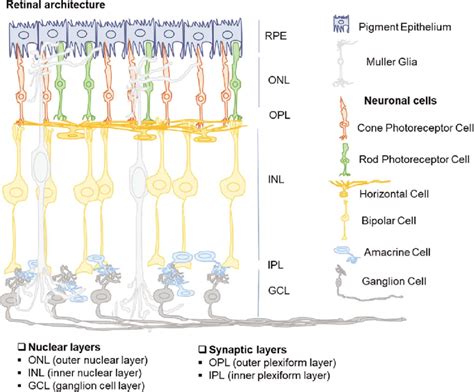 A Diagrammatic Representation Of Retinal Architecture The Innermost