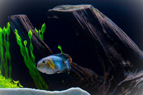 Green Terror Cichlids 101: Colorful and Lethal • Fish Tank Advisor