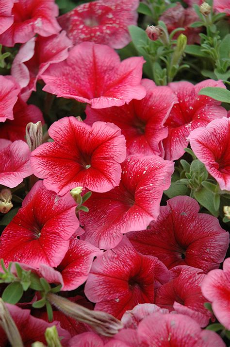 Madness Summer Petunia Petunia Madness Summer In Wilmette Chicago