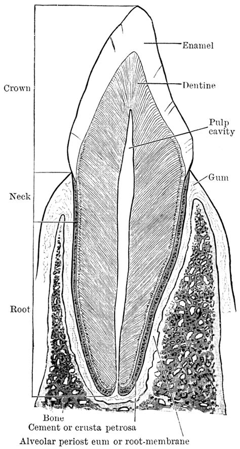 Canine Teeth Labeled Diagram