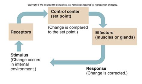 Feedback Loop Diagram Module 1 Diagram Quizlet