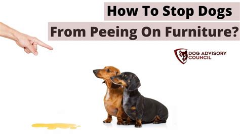 How To Stop Dogs From Peeing On Furniture Male And Female Dog